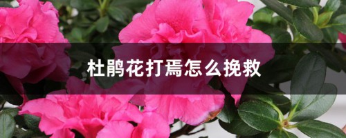 杜鹃花打焉怎么挽救