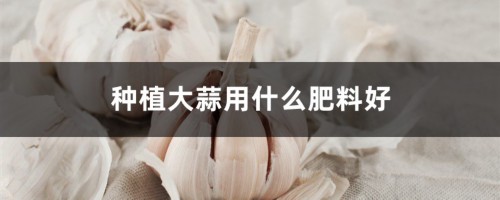 种植大蒜用什么肥料好（大蒜专用肥）