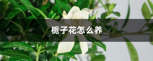 栀子花怎么养