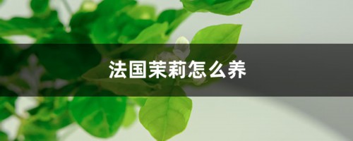 法国茉莉怎么养